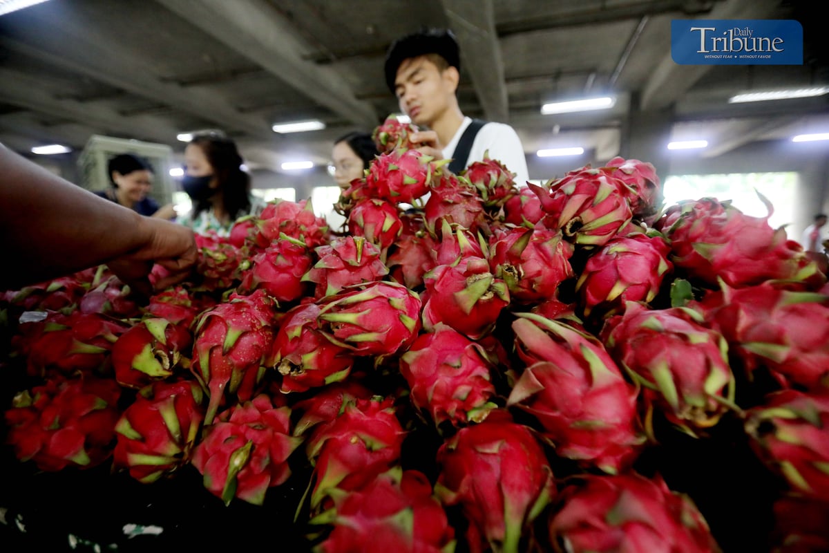 TRIBUNE-dragonfruits